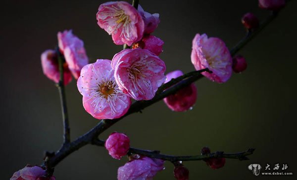 除夕梅花分外妖娆