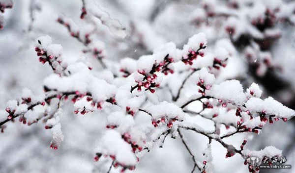 宁夏银川：清明时节雪纷纷