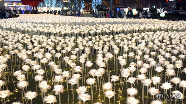 “夜光玫瑰花海”绽放成都