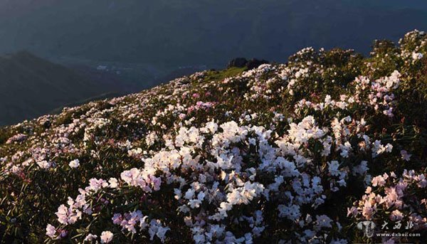 乌蒙山杜鹃花开美景如画