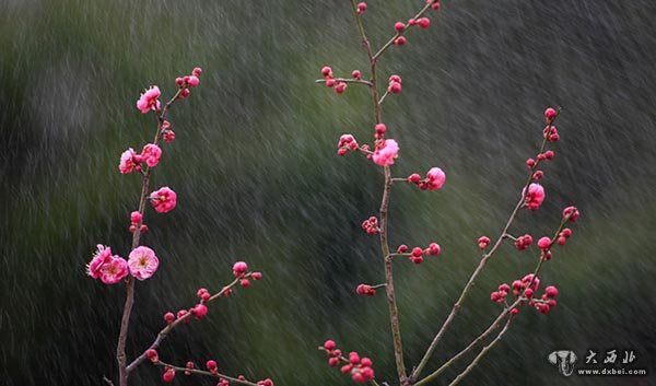 江苏各地的梅花悄然绽放