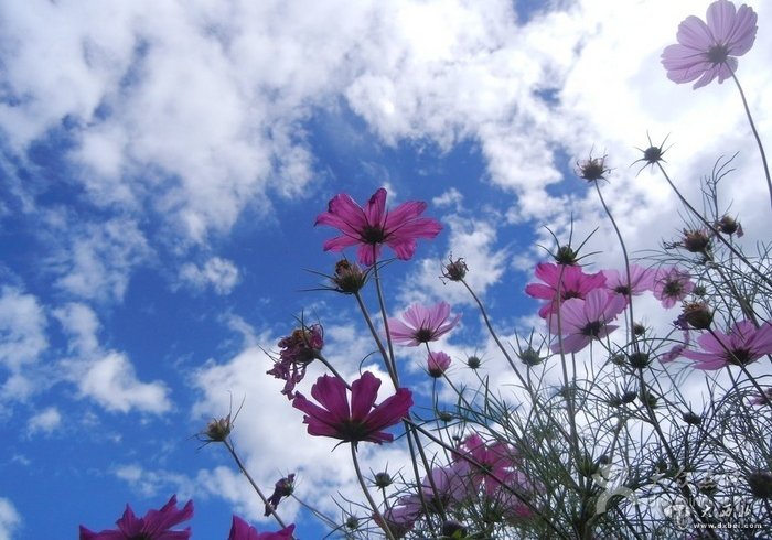 雪山格桑花