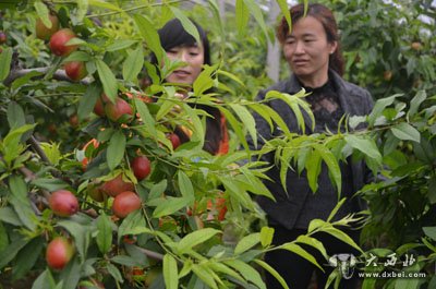 榆中油桃抢先上市 迎来采摘旺季