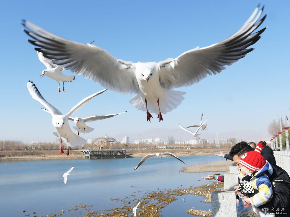 鸥舞刘家峡