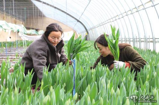 兰州新区秦川园区15万