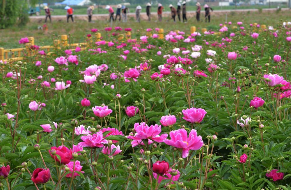 临夏市枹罕镇芍药花开