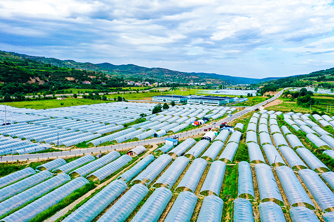 崇信：设施蔬菜基地改