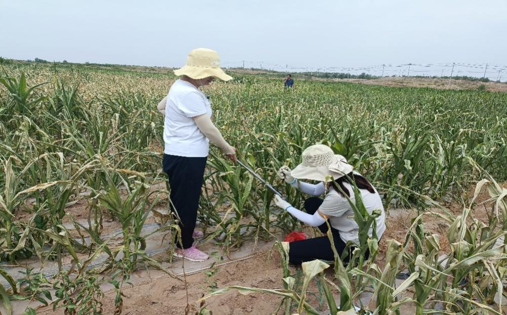 5-8月武威市平均降水量